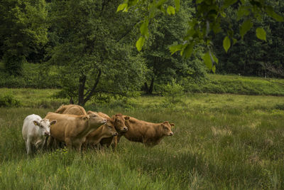 Sheep relaxing on field