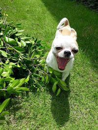 High angle portrait of a dog on field