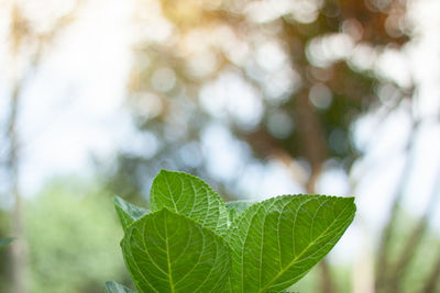 Close-up of green leaves