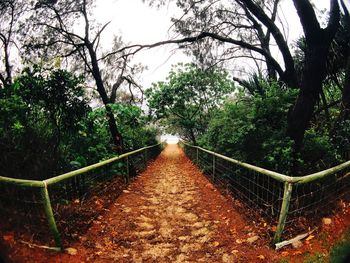Walkway amidst trees