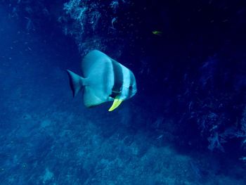 Fish swimming in sea