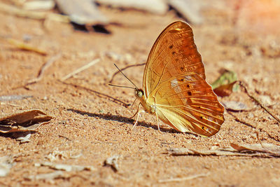 Close-up of butterfly on land