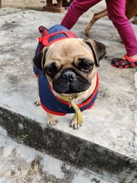 Low section of person with dog