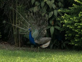 Peacock in a field