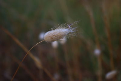 Close-up of a dandelion flower