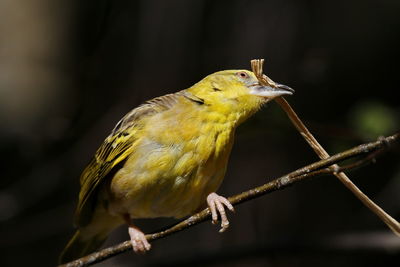 Weaver bird