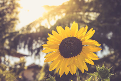 Close-up of yellow sunflower