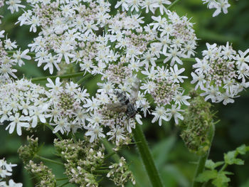 Close-up of insect on white flowers