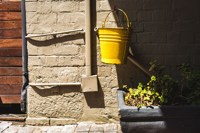 Yellow potted plant against wall