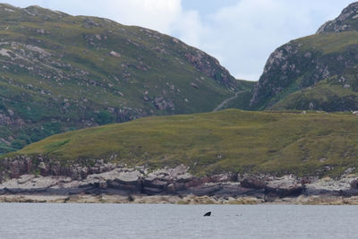 Out of focus background of rocky hills and layered geologic rock shoreline behind basking shark