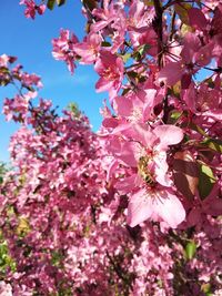 Close-up of pink cherry blossom