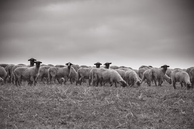 Sheep grazing on field against sky