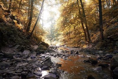 Stream flowing through rocks in forest