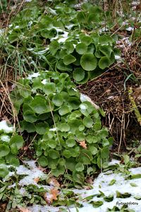 Close-up of plants