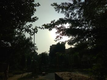 Low angle view of trees against sky