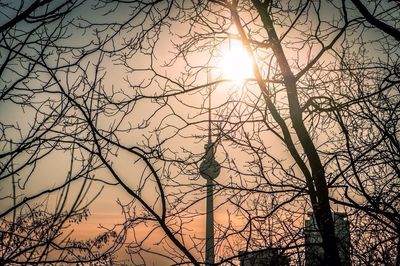 Sun shining through trees