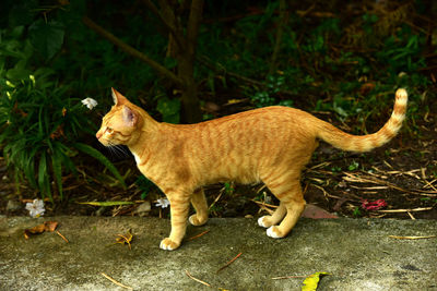 Side view of a cat