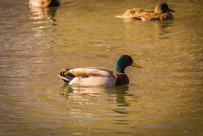 Ducks swimming in lake