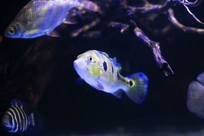 Fish swimming in sea