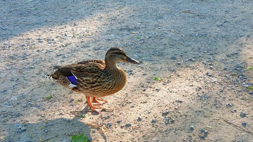 High angle view of mallard duck on lake