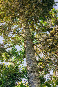 Low angle view of trees in forest against sky