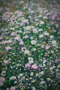 Close-up of purple flowers in field