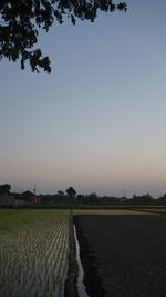 Scenic view of agricultural field against clear sky