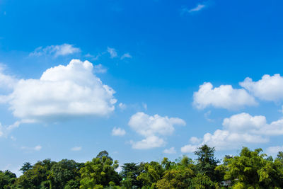 Low angle view of trees against blue sky