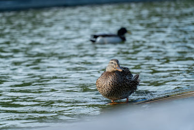 Ducks swimming in lake