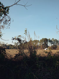 Plants on field against clear sky