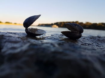 Surface level of water