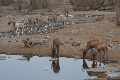 Mammals drinking water from lake at desert