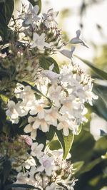 Close-up of white cherry blossom tree