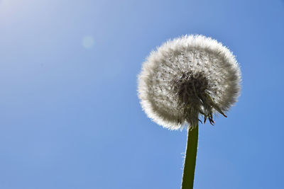 Close-up of dandelion against blue sky