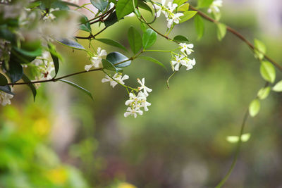 Close-up of white flowering plants