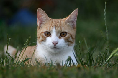 Portrait of cat on field