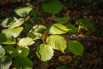 Close-up of green leaves on plant