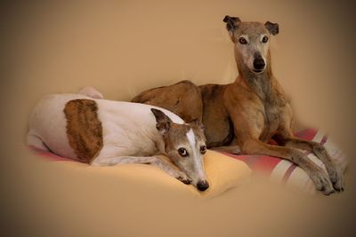 Portrait of a dog resting