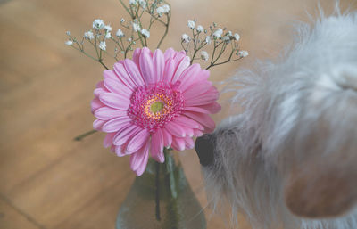 Close-up of pink flower on table