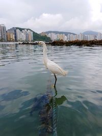 Bird in city against sky