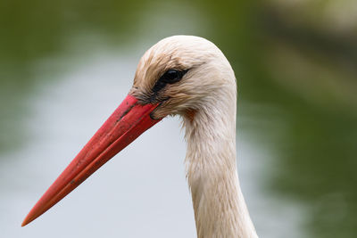 Close-up of bird against blurred background