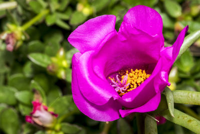 Close-up of honey bee on flower blooming outdoors