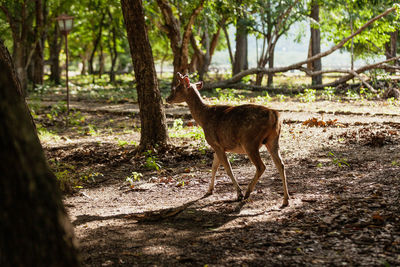 Deer standing in a forest