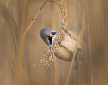 Close-up of bird perching on plant