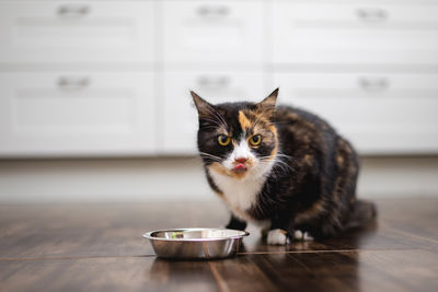Portrait of cat on table