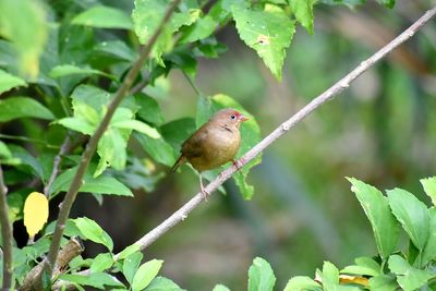 Bird perching on a branch