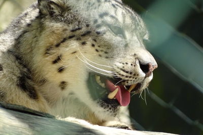 Close-up of cat yawning