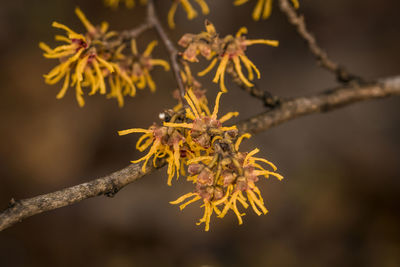 Close-up of dried yellow flowers on branches