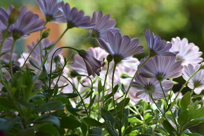 Close-up of purple flowering plants