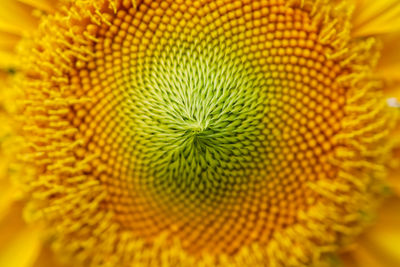 Full frame shot of yellow flower
